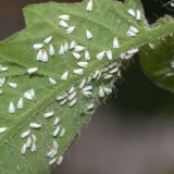 Paradajz kralj divova: recenzije, fotografije, prinos